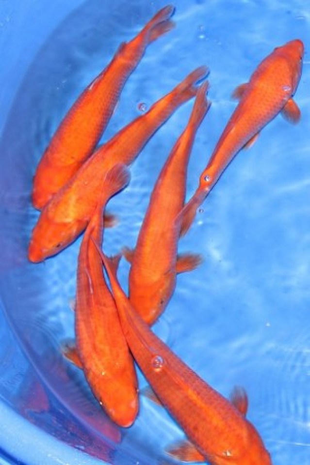 kat-Red Karashigoi